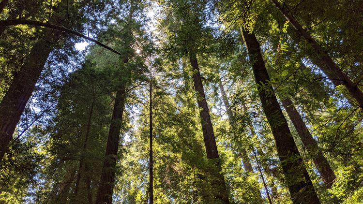 Redwoods and the Home of Guy Fieri