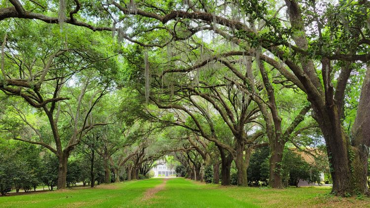 Charleston