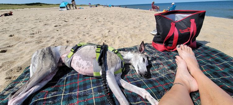 Martha's Vineyard and Cape Cod