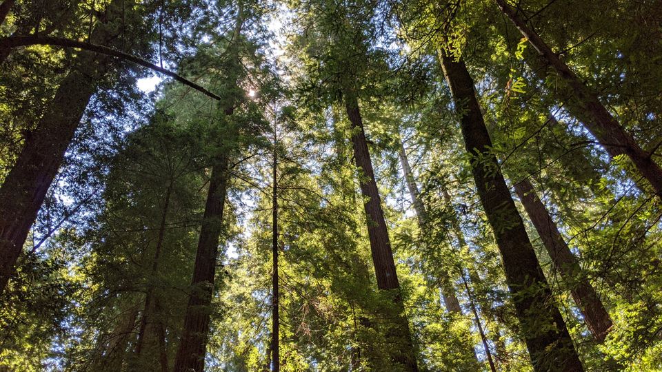 Redwoods and the Home of Guy Fieri
