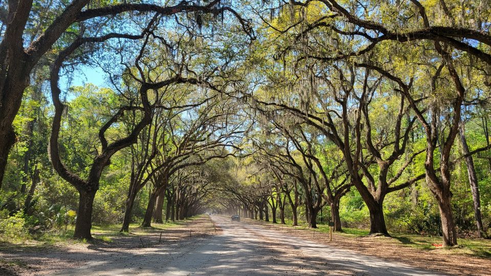 Savannah